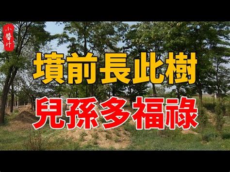 墳墓上長樹|墓地種樹的風水知識